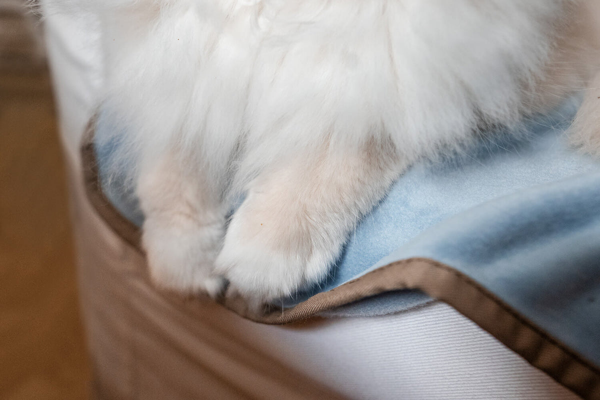 samtweiche Fleecedecke Schmusedecke Hellblau auf der es sich eine Katze bequem macht