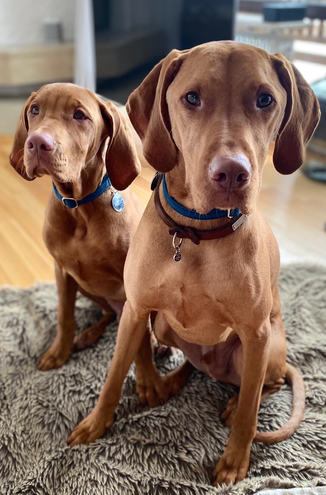 isartau Markenband aus Leder, getragen von einem Vizsla