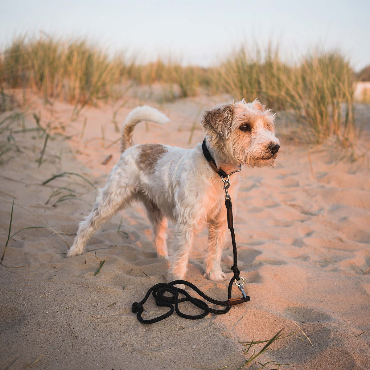 isartau Black Mamba Dunkelbraun – Stimmungsbild mit Hund