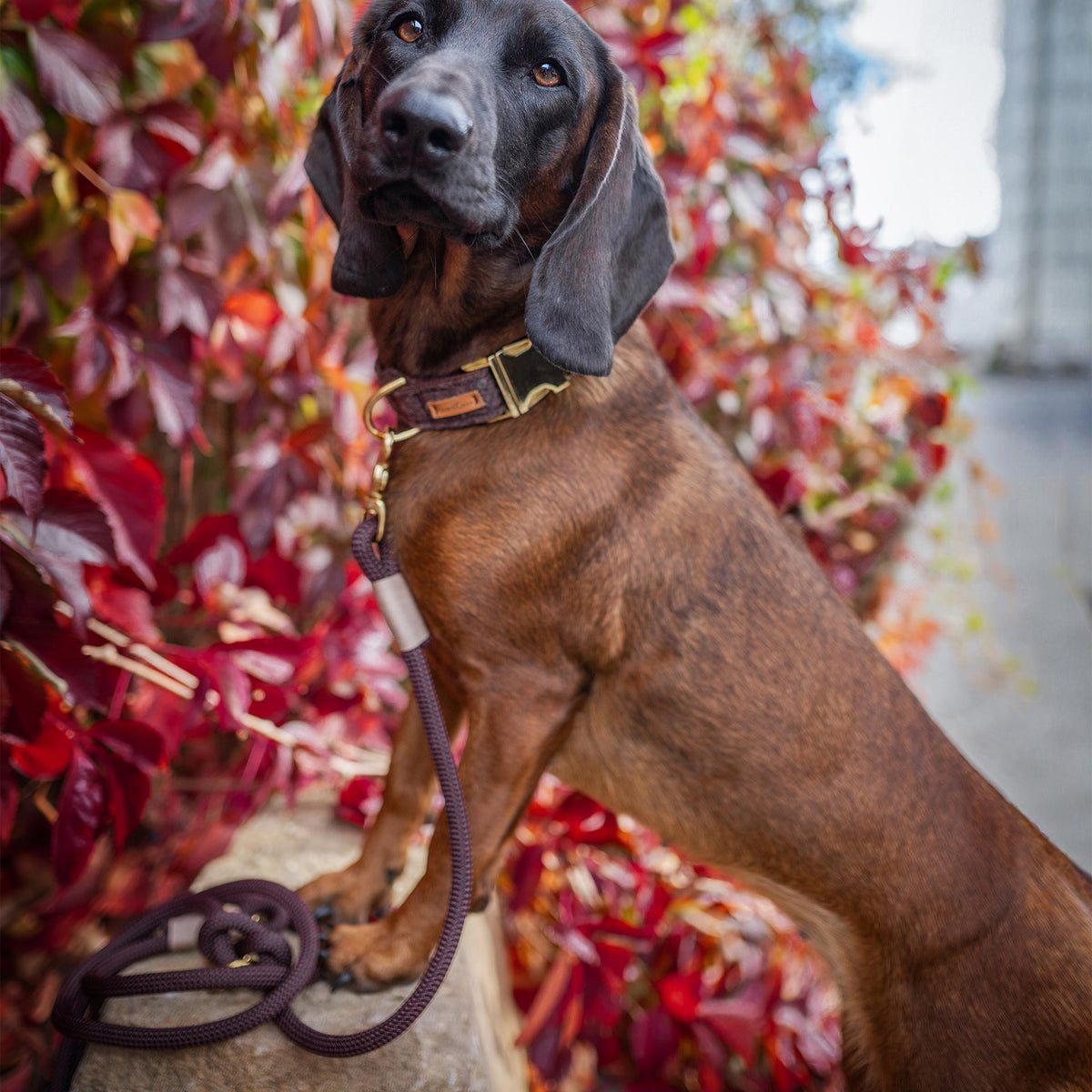isartau Classy Chestnut Beige – Stimmungsbild mit Hund