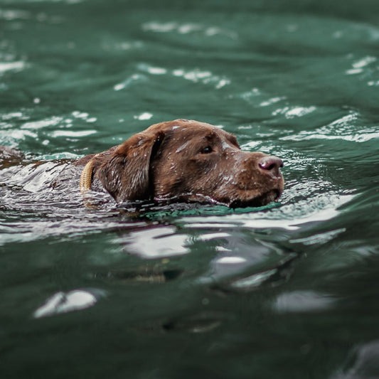 Wasserrute beim Hund
