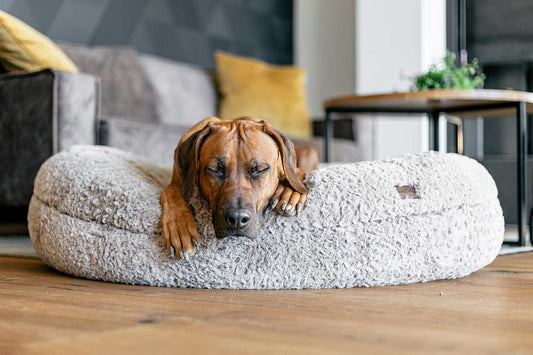 Für welche Hunde ist ein orthopädisches Hundebett sinnvoll?