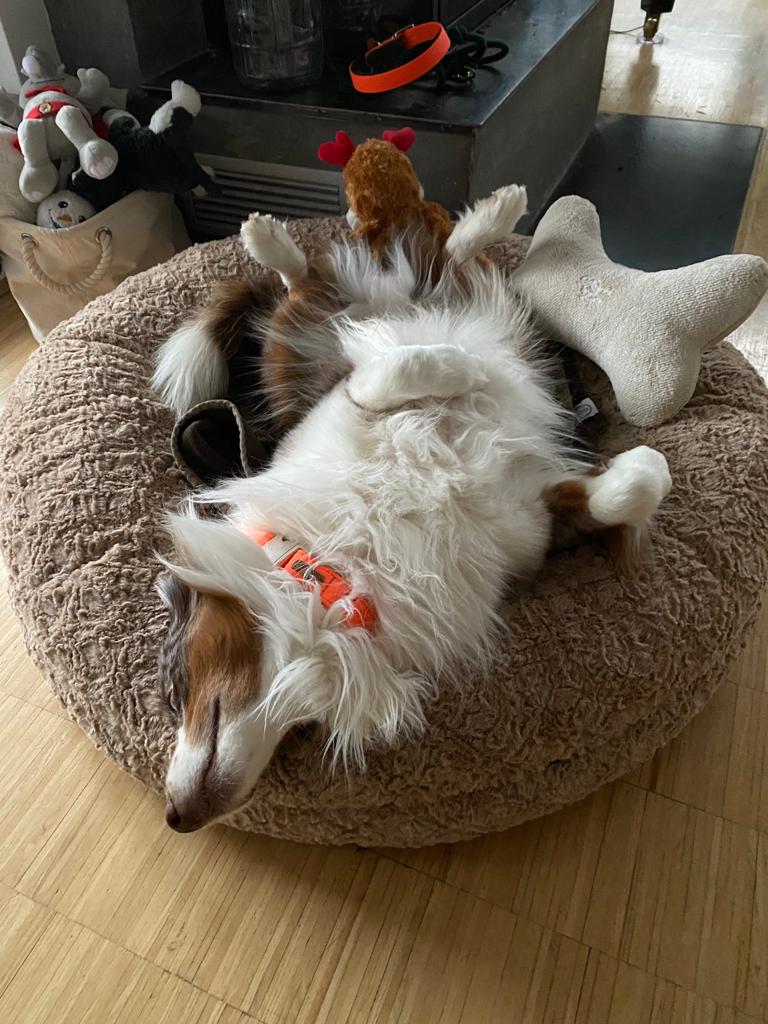 Aussie Nalle in Bagelbettchen Größe M, Beige
