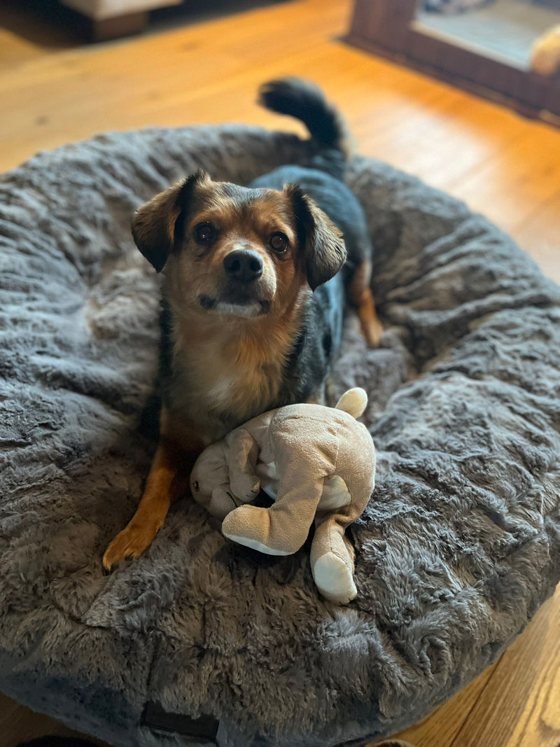Kleni 12kg Bagelbettchen M Grau 2