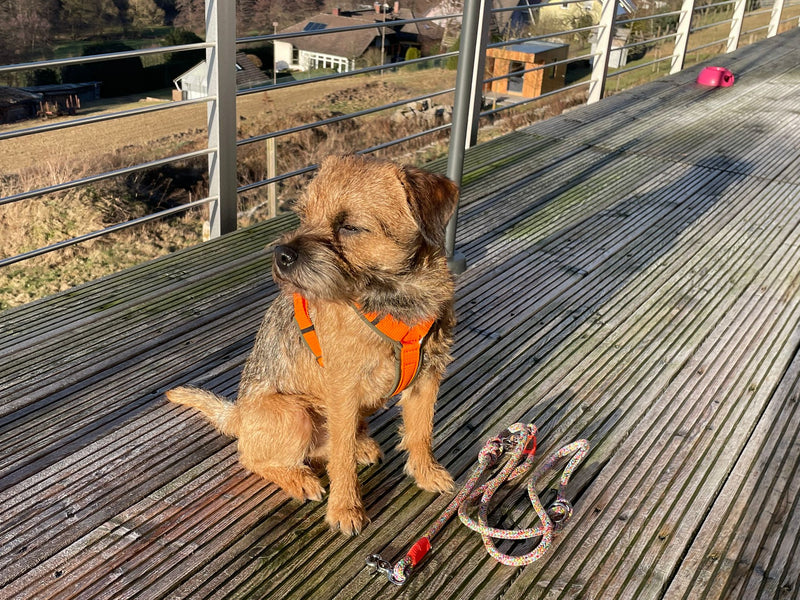 Dackelmischling Teddy Hundegeschirr Oliv Orange Gr. XS
