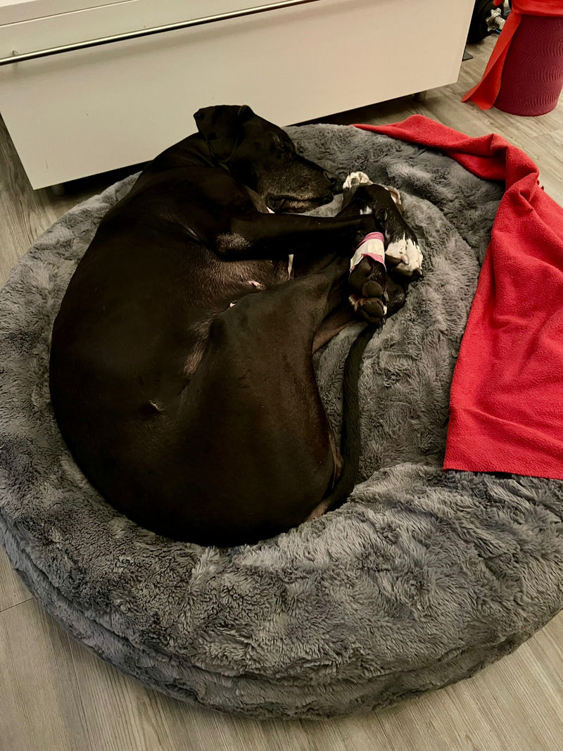 Dogge Feli Bagelbettchen L Grau