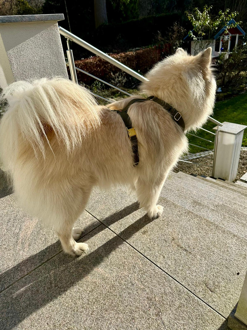 Eurasier Xunny Hundegeschirr OLIV Gr. L