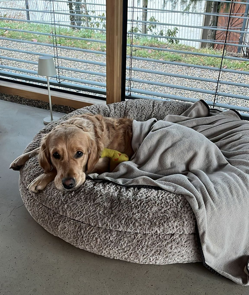 Golden Retriever Ferry Bagelbettchen L Beige
