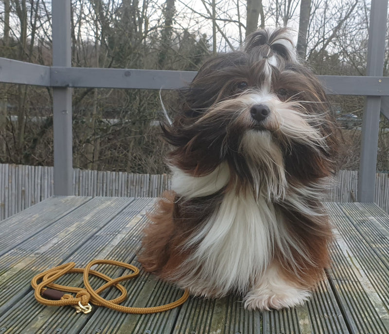 Havaneser Mino Halsband Softie braun Tauleine Sweet Toffee DUNKELBRAUN