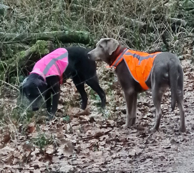 Labrador Edda und Alma Warnweste NEONPINK XL NEONORANGE 2XL