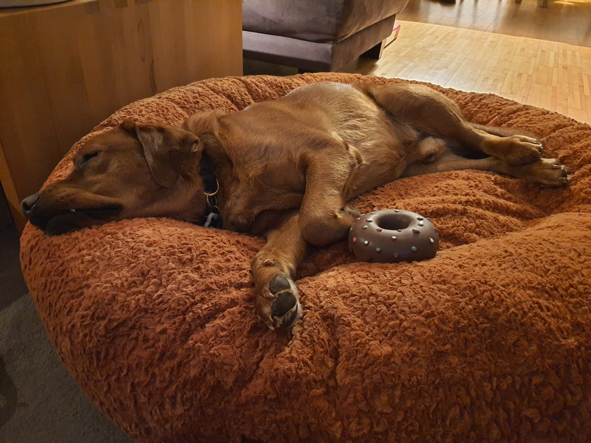 Labrador Milo in Bagelbettchen Größe L, Zimt