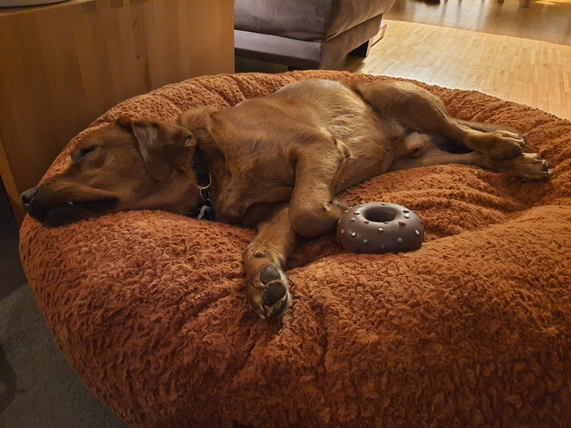 Labrador Milo in Bagelbettchen Größe L, Zimt