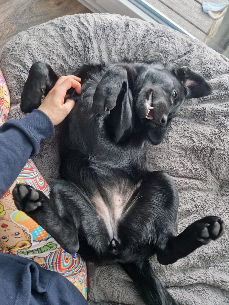 Labrador Skye in Bagelbettchen Größe L, Grau