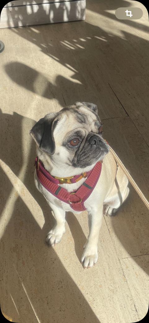 Mops Gina in Hundegeschirr und Halsband Softie Burgunder, Größe S