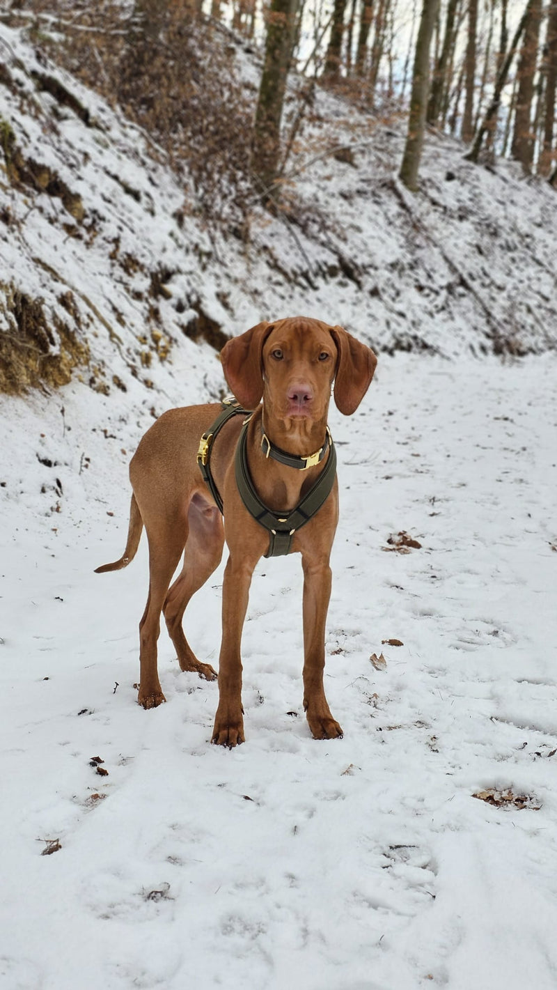 Vizsla Talu in Hundegeschirr Softie Oliv, Größe L