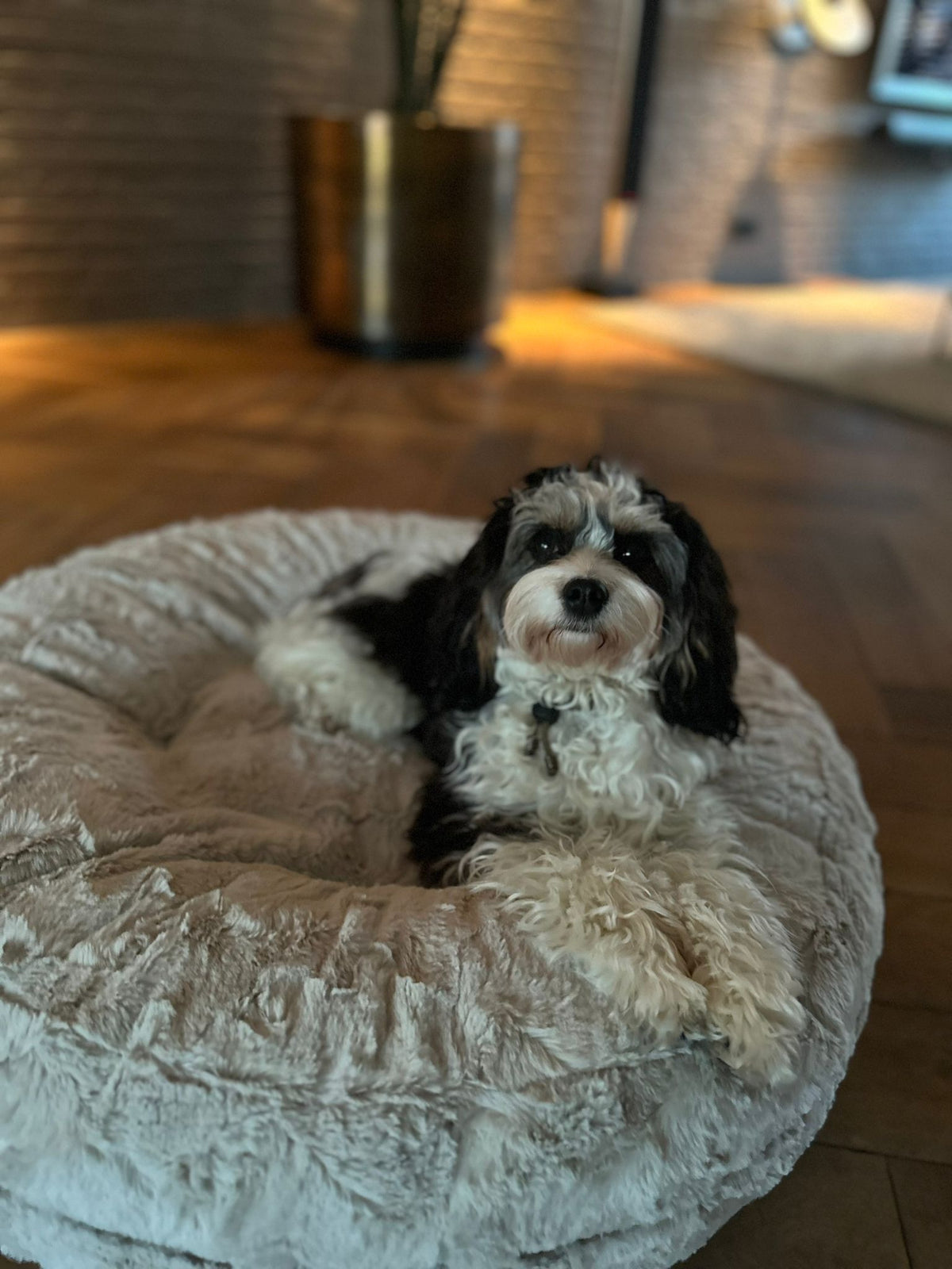 Bella in Bagelbettchen, Größe S, Beige