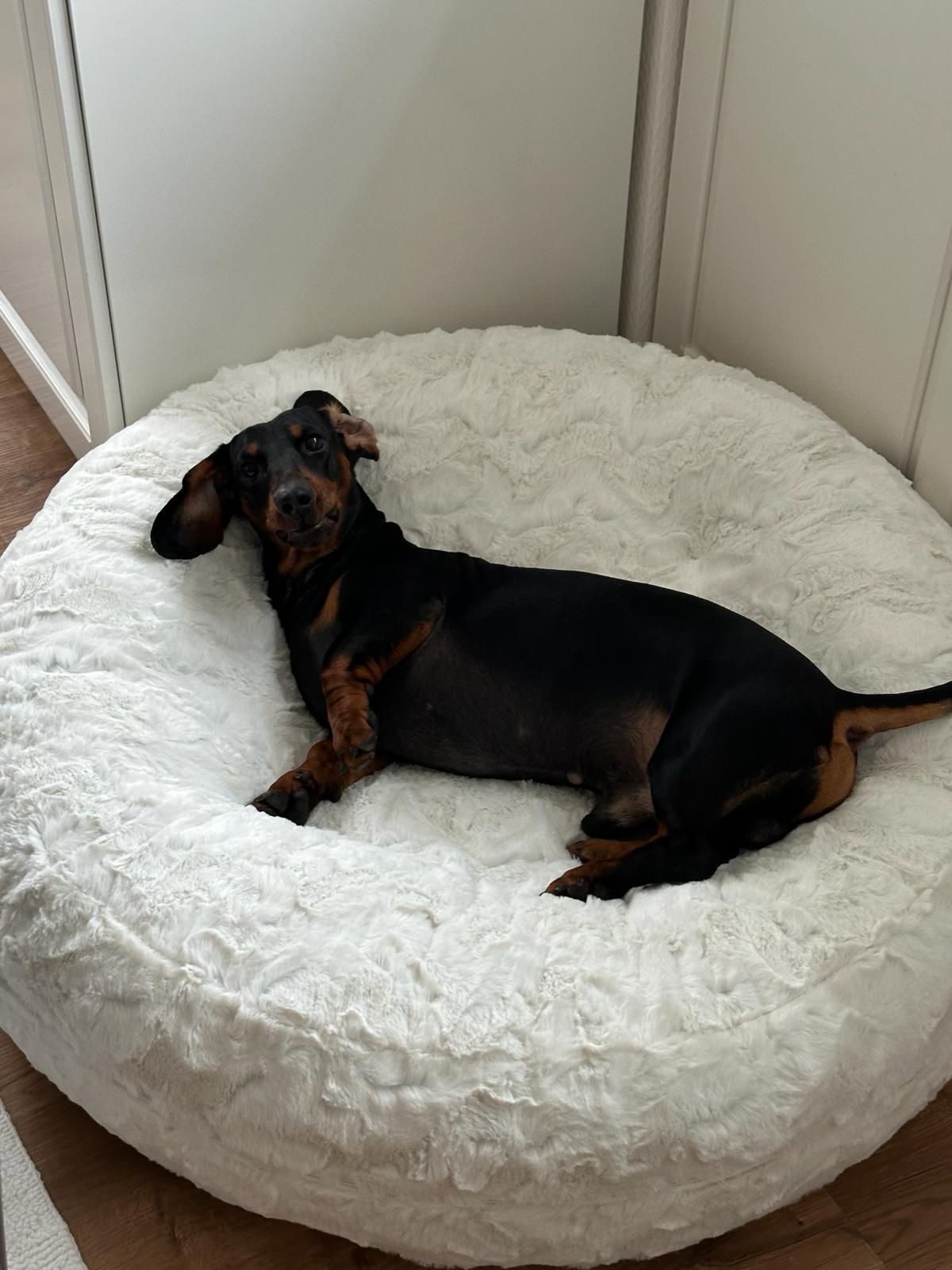 Dackel Anton Bagel S Wollweiss