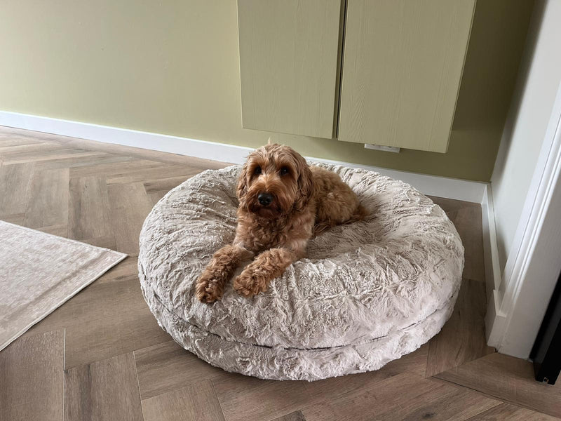 Labradoodle Lotti in Bagel M Beige