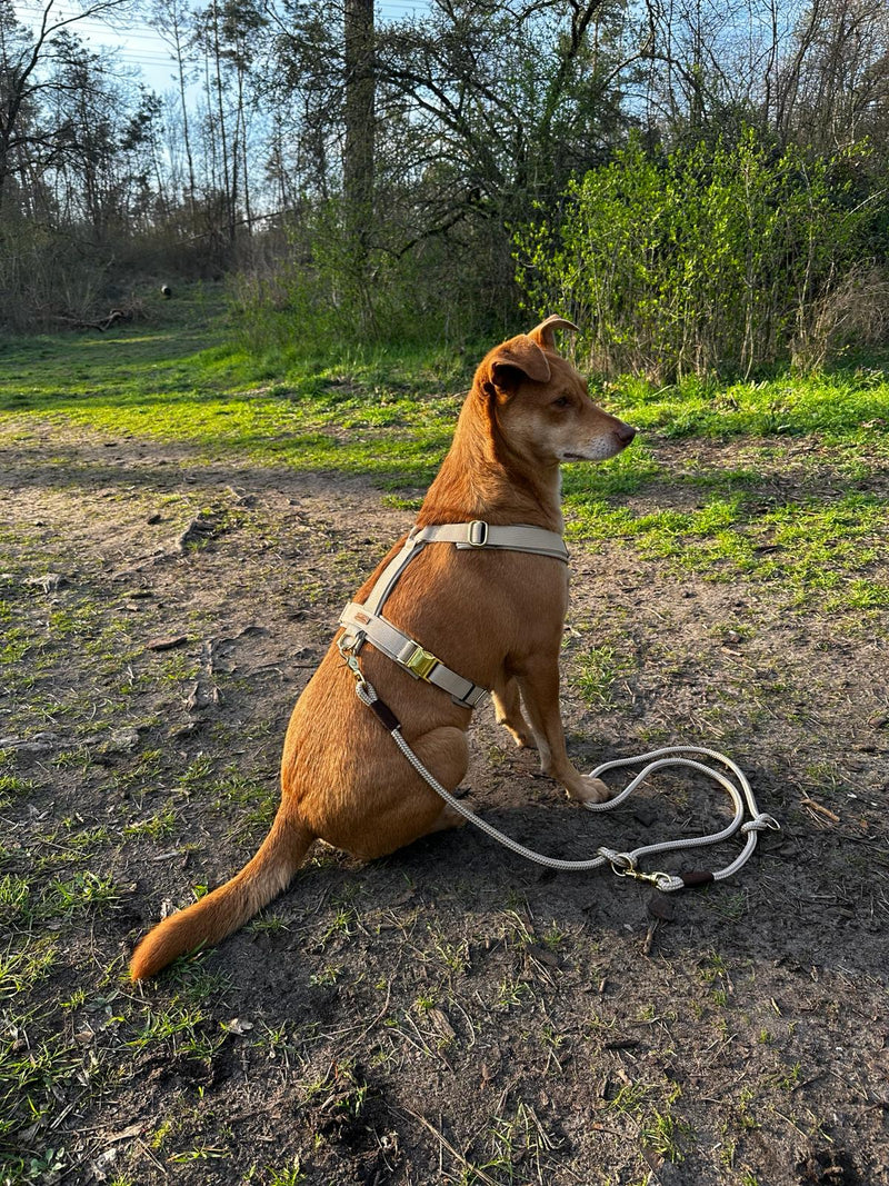Hailey in Hundegeschirr Softie Beige, Größe L