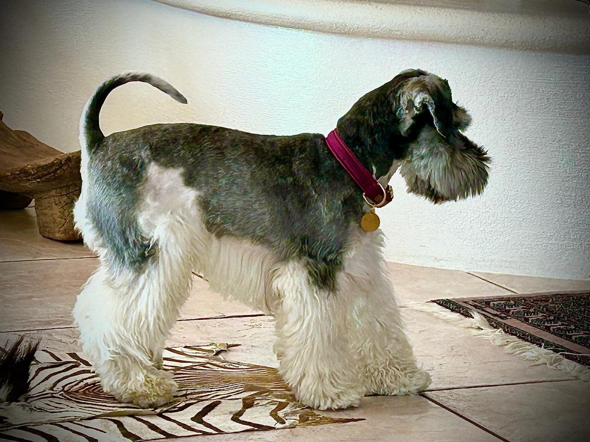Schnauzer Jacki in Halsband Softie Burgunder, Größe M