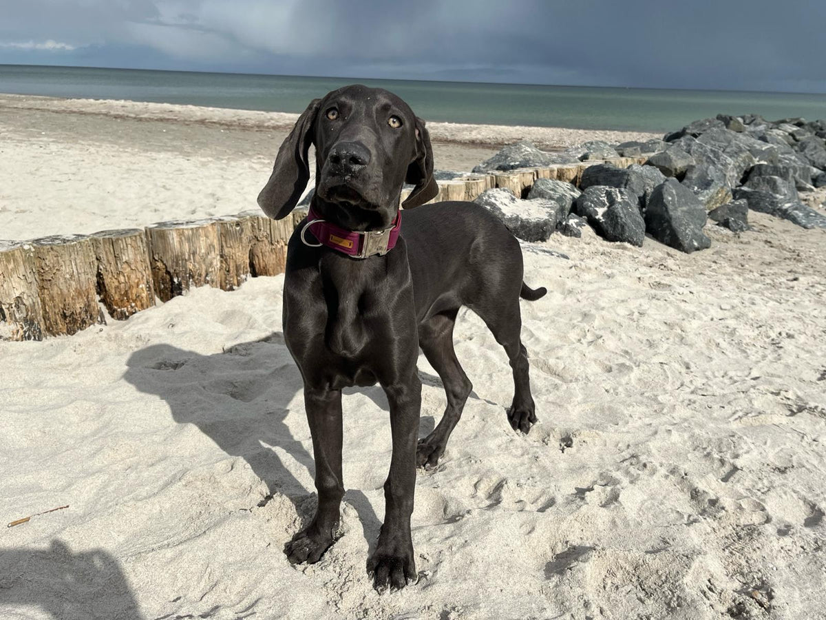 Weimaraner Junghund Anna in Halsband Softie Burgunder, Größe L