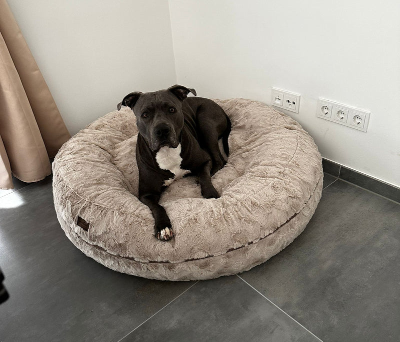 American Bulldoge-Mix Gracy in Bagelbettchen Größe L, Beige