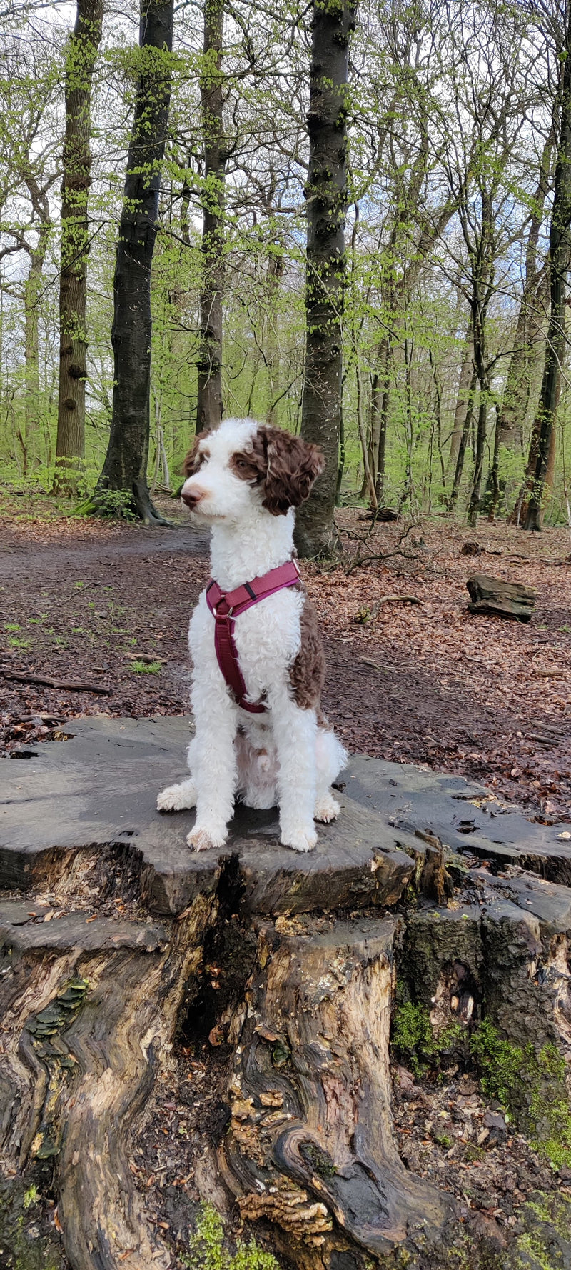 Fiete in Hundegeschirr Burgunder, Größe S