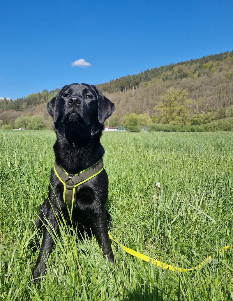 Labrador Skye Hundegeschirr Neongelb Oliv