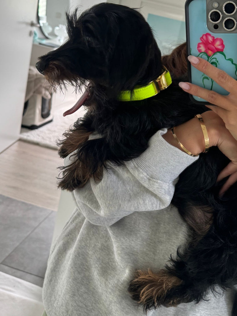 Zwergdackel Spencer in Halsband Softie Neongelb, Größe XS