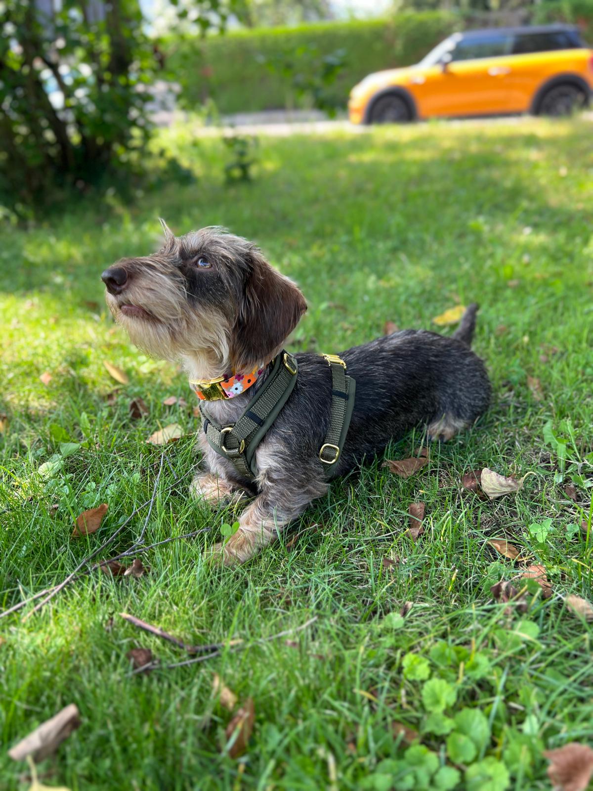 Dackel Mocca Halsband Blumenmeer und Hundegeschirr Oliv