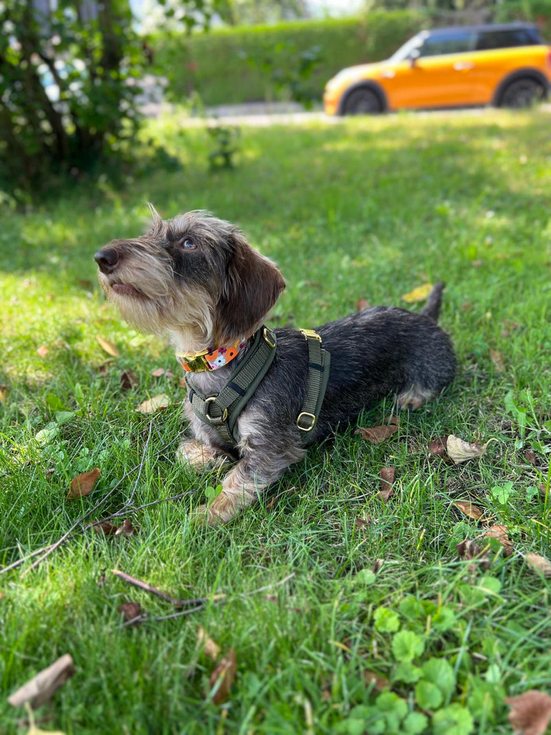 Dackel Mocca Halsband Blumenmeer und Hundegeschirr Oliv
