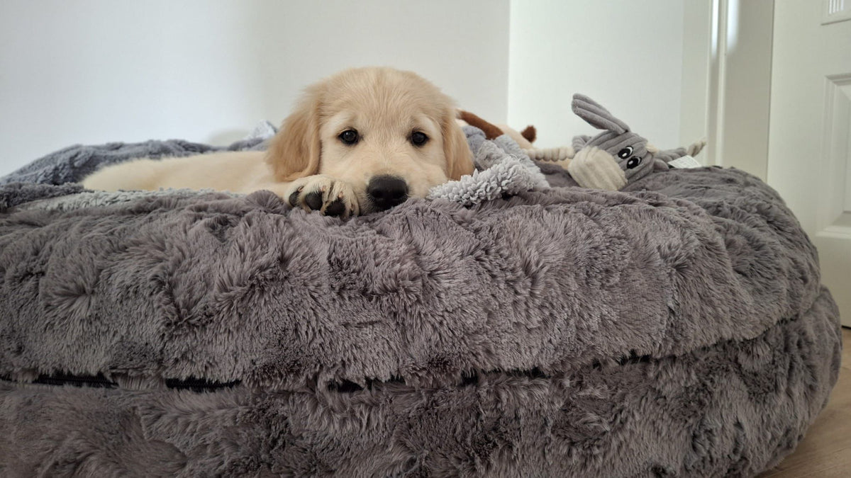Golden Retriever Welpe Maple Bagel L Grau