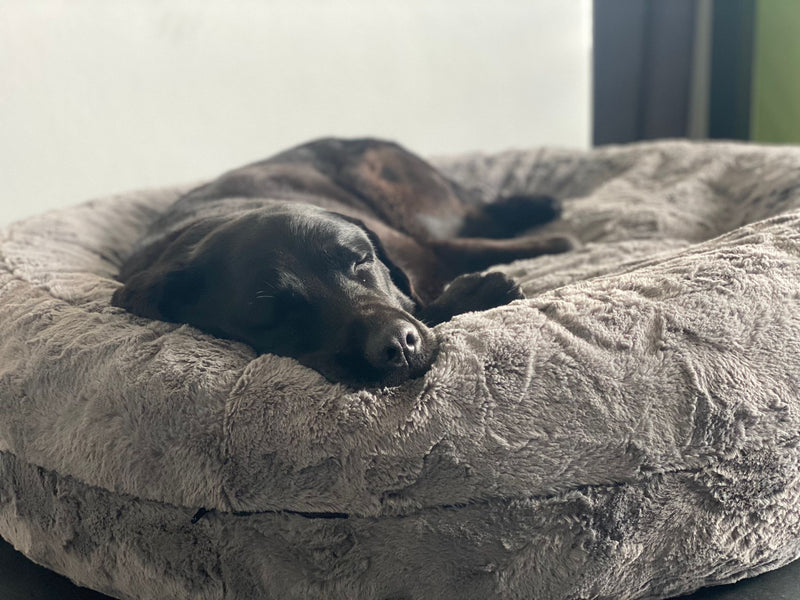 Labrador Roxy bagelt Grau in Größe L