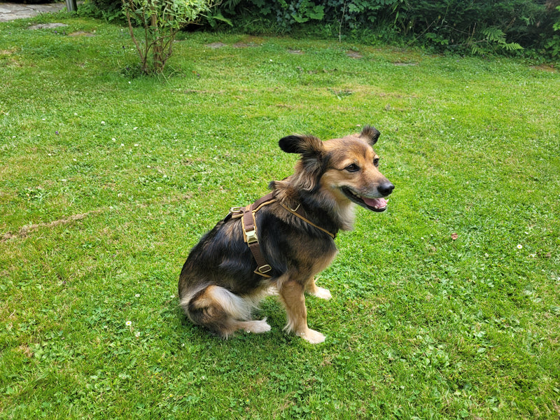 Torrie in Hundegeschirr Softie Karamell, Größe S