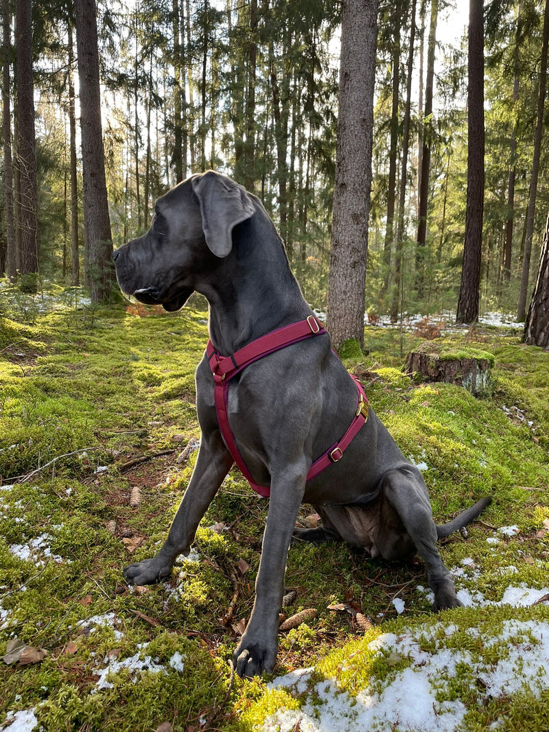 Deutsche Dogge Vilma in Hundegeschirr Burgunder, Größe XL