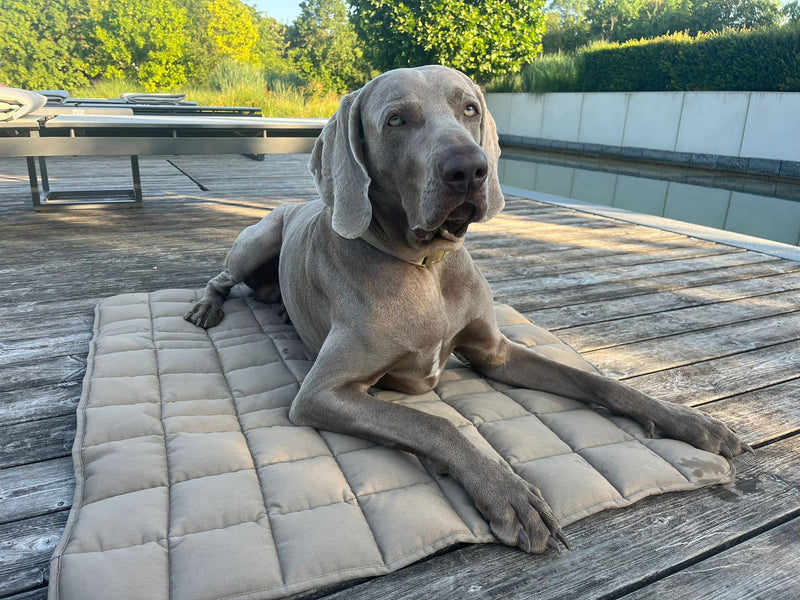 Weimaraner Udo auf Reisedecke Pocket, Beige