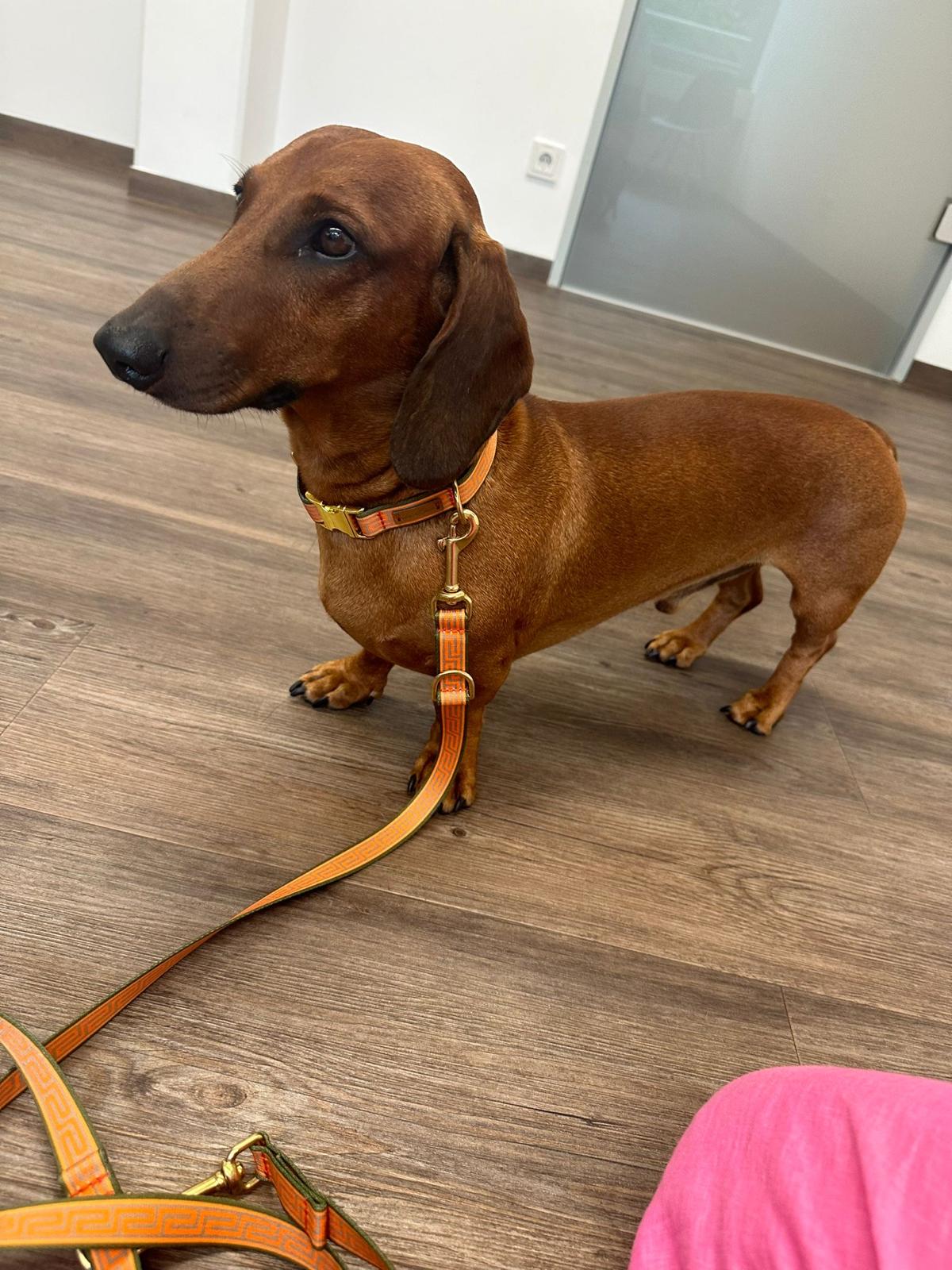 Dackel Gustl in Designerhalsband Wellenbrecher, Größe M