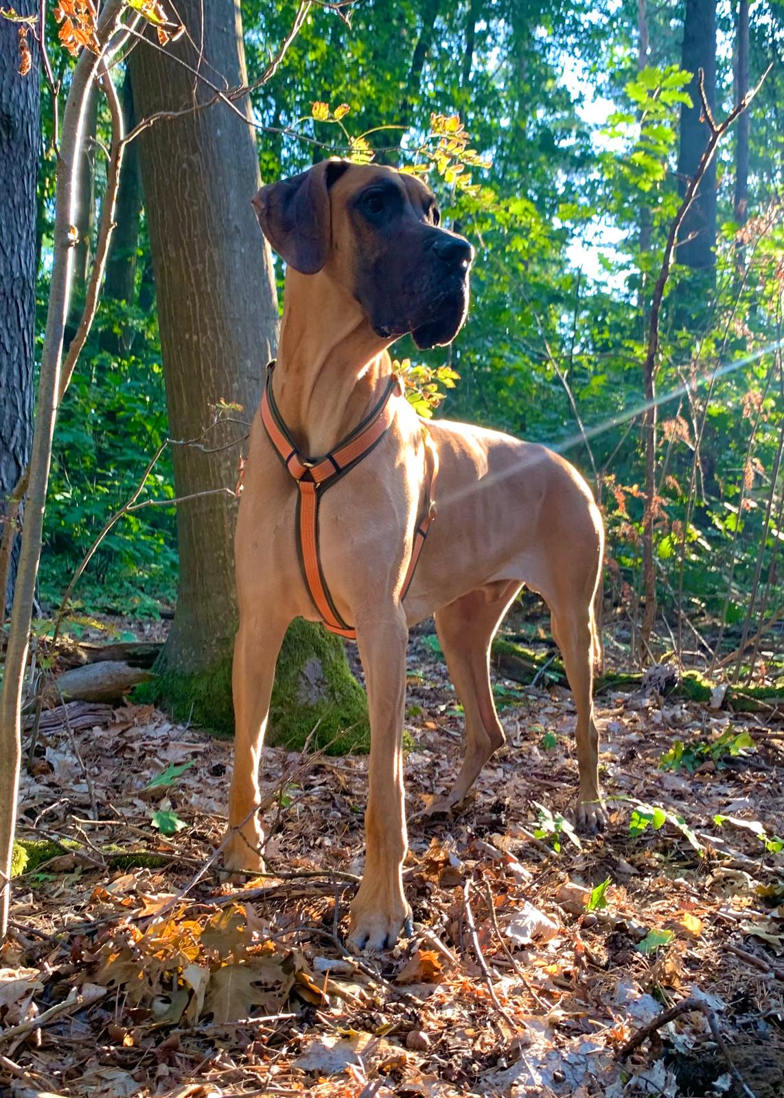 Dogge Max Hundegeschirr Wellenbrecher