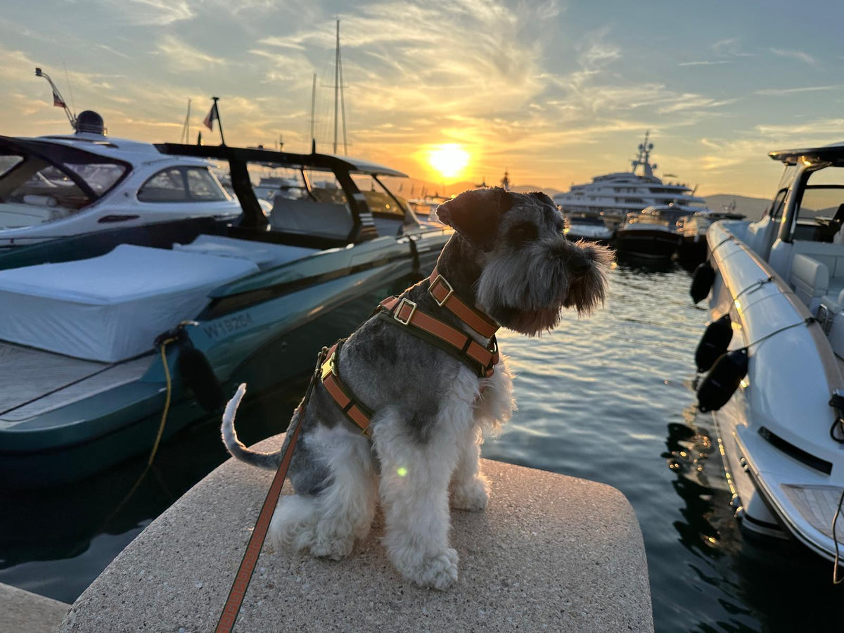 Schnauzer Jacky in Design Wellenbrecher