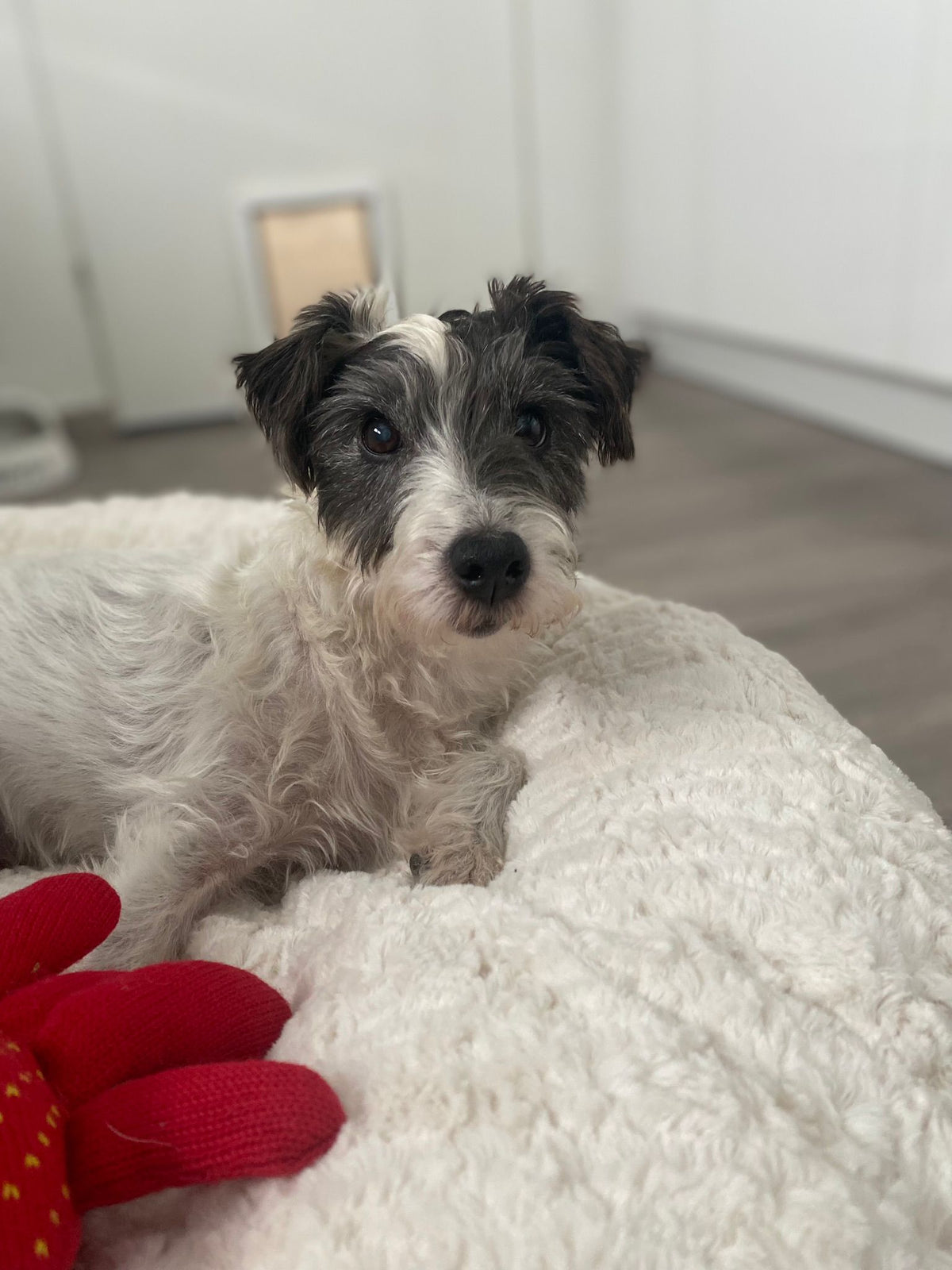 Camillo im Bagelbettchen Wollweiss