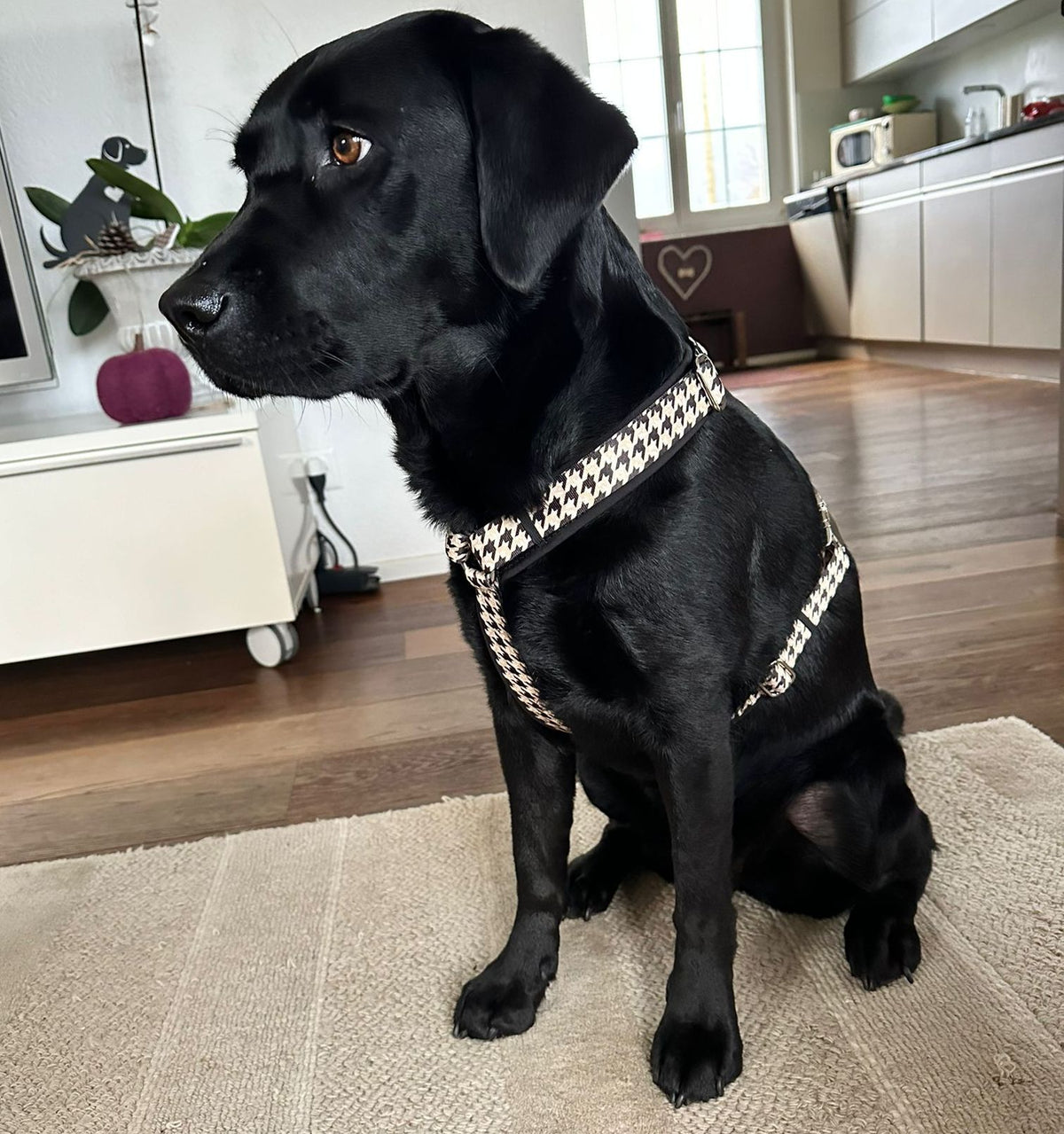 Labrador Amy in Hundegeschirr Stadtgeflüster