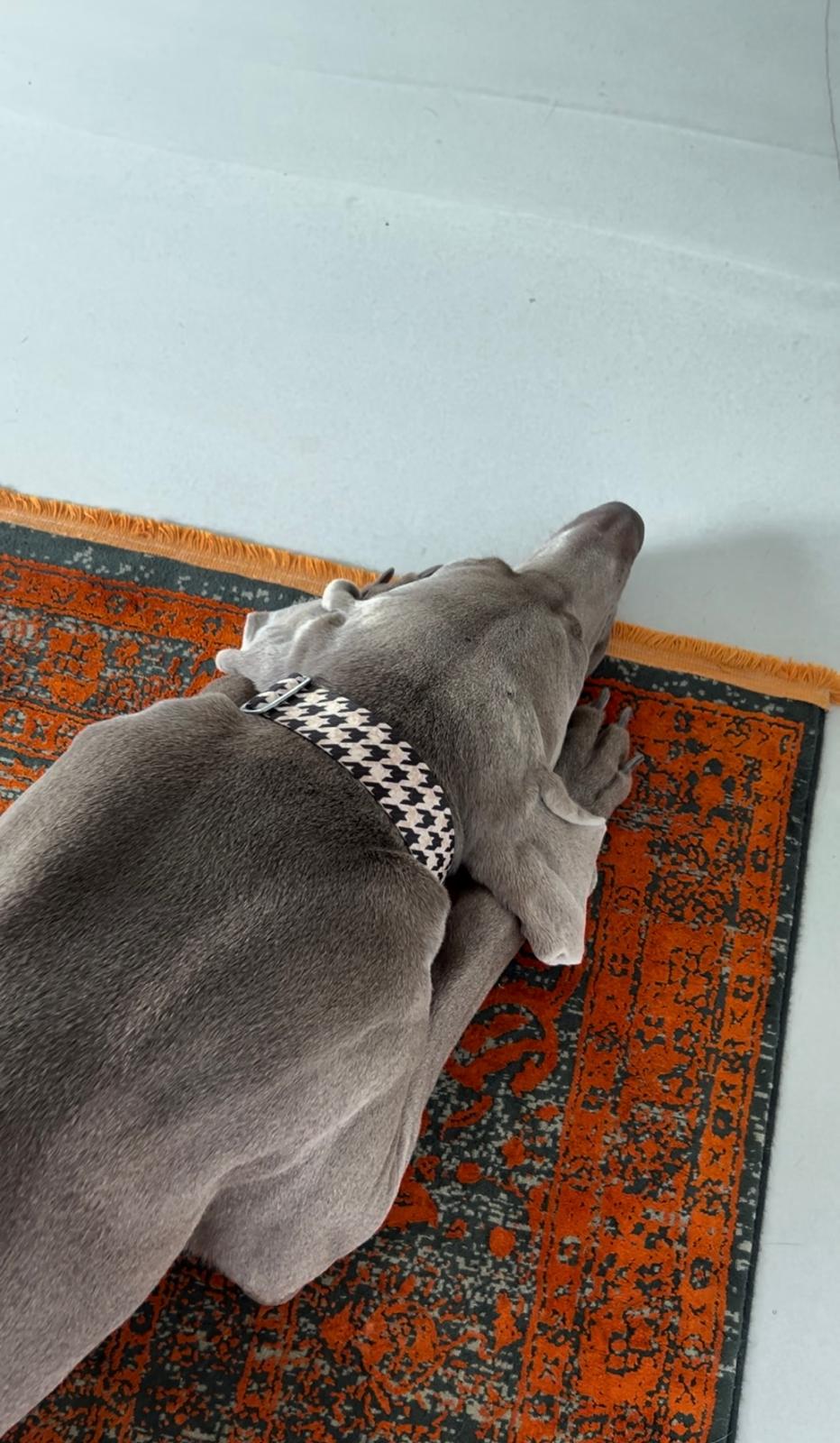 Weimaraner Udo in Designerhalsband Stadtgeflüster, Größe XL
