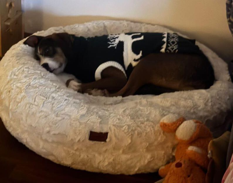 Cooper in Bagelbettchen Wollweiss Größe M