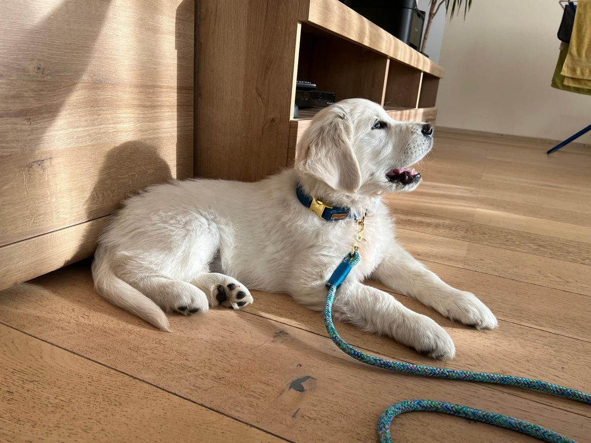 Golden Retriever Welpe Louis in Welpenhalsband Petrol Tauleine Summer Blues PETROL