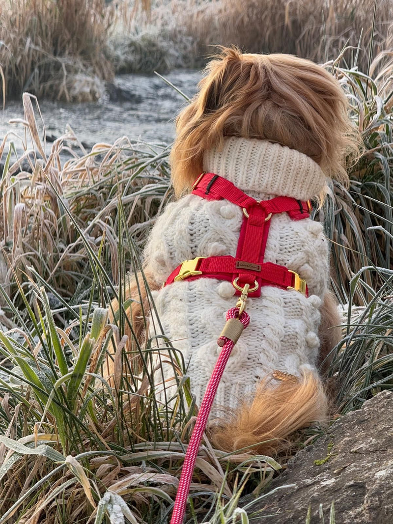Tibet Terrier Juszti Geschirr Softie Rot, Tauleine Red Fair ELF