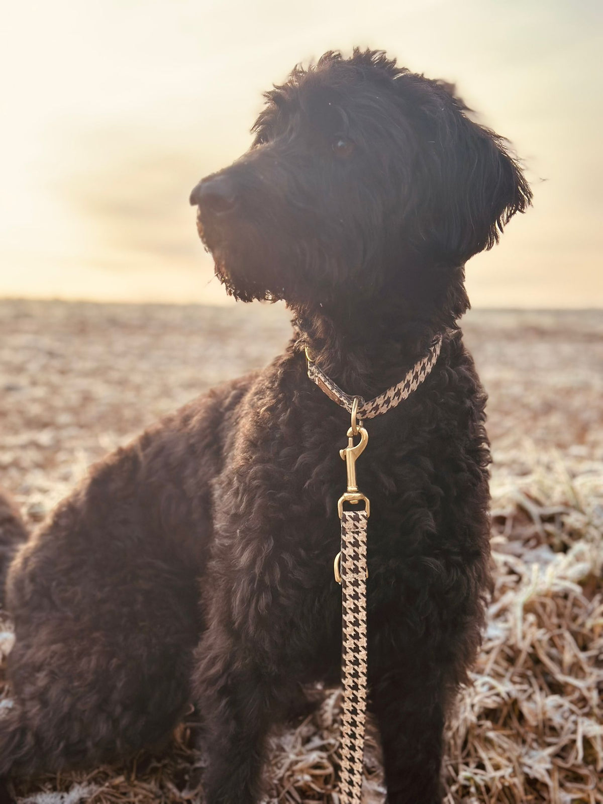 Labradoodle Lola Designerhalsband Stadtgefluester, Größe M
