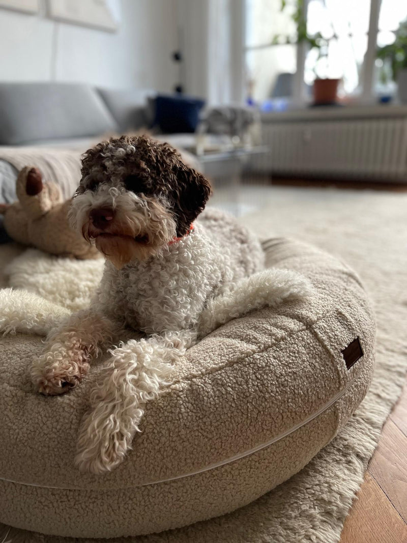 Lagotto Pippa Bagel Teddy Sand