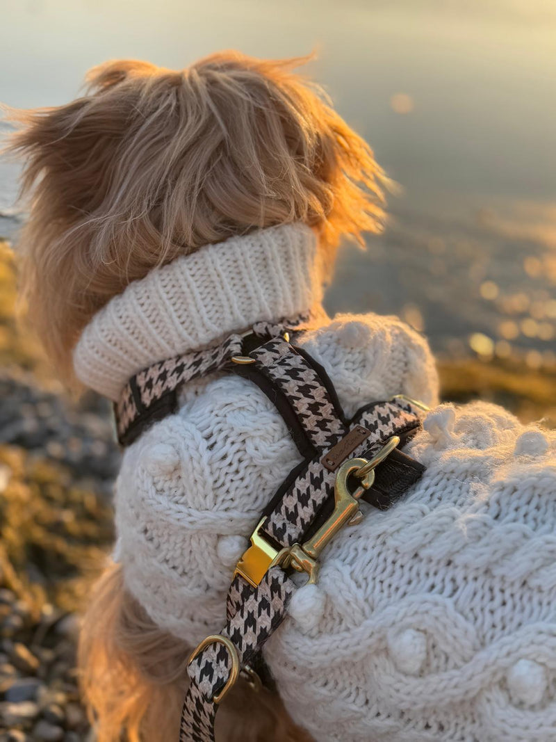 Tibet Terrier Juszti Stadtgefluester