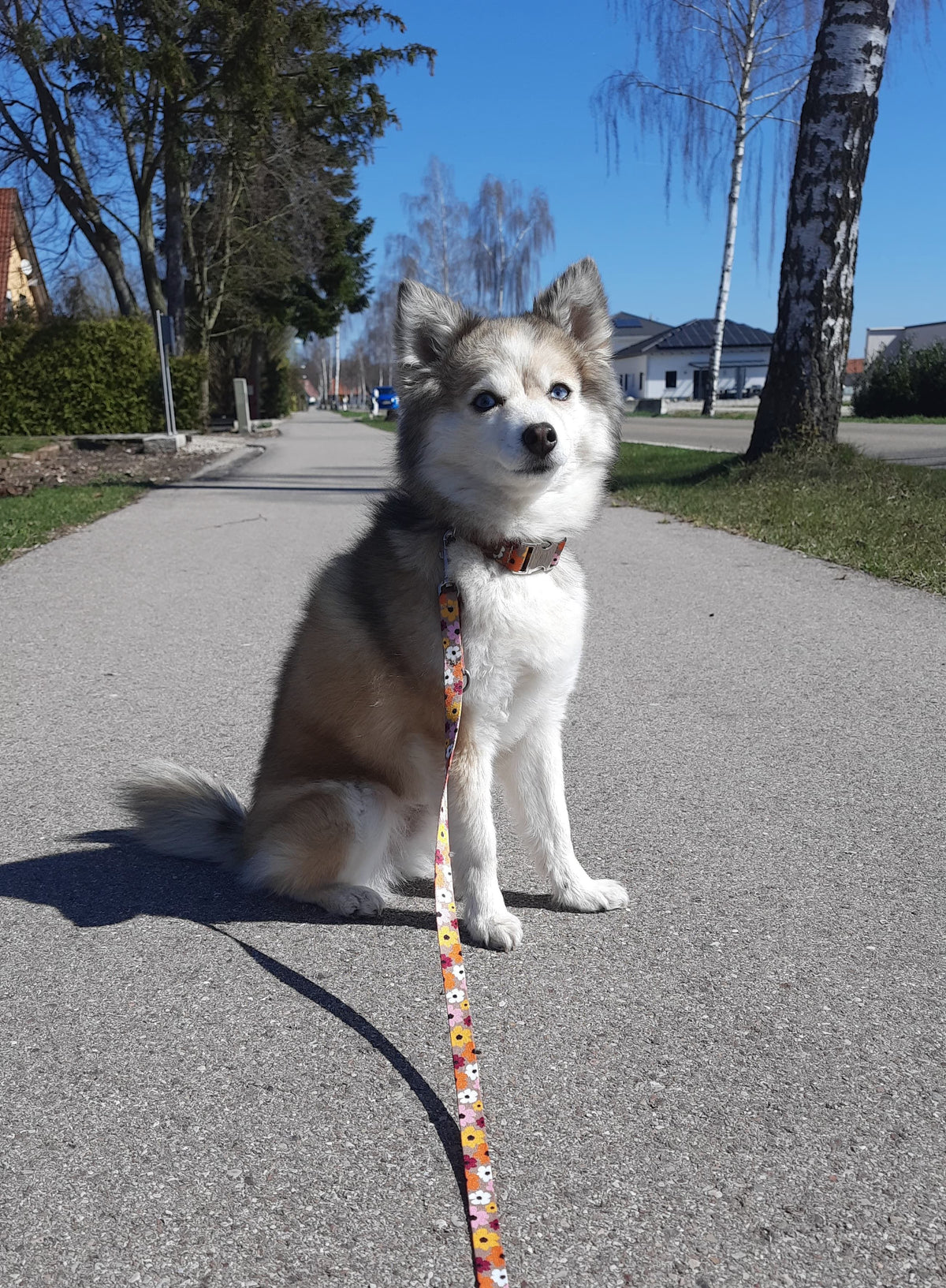 Freya im Blumenmeer