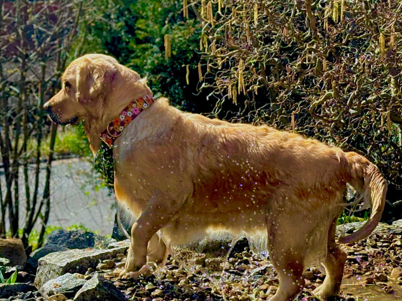 Golden Retriever Coco in Halsband Blumenmeer